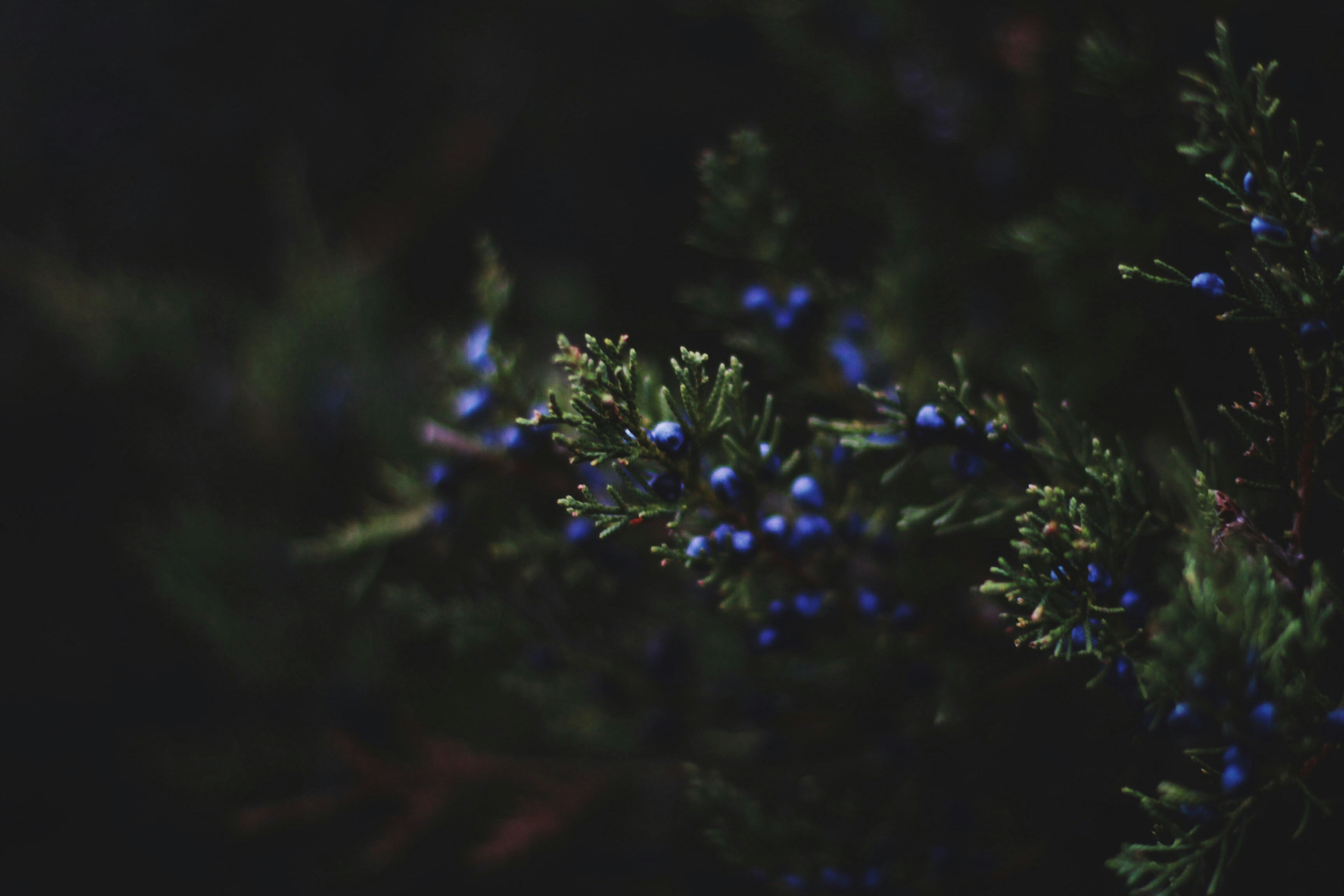 Photo by meghanschiereck