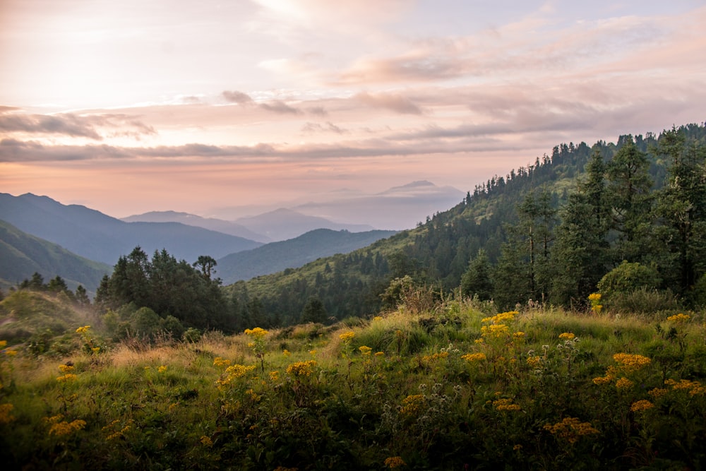 landscape photo of forest during golden hour