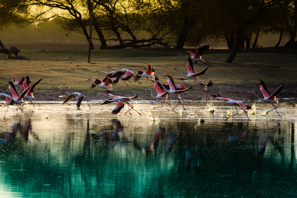 flock of flamingos on body of water