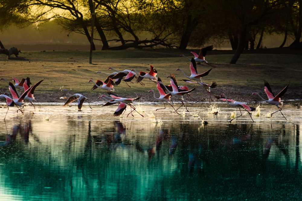 Schwarm Flamingos auf Gewässer