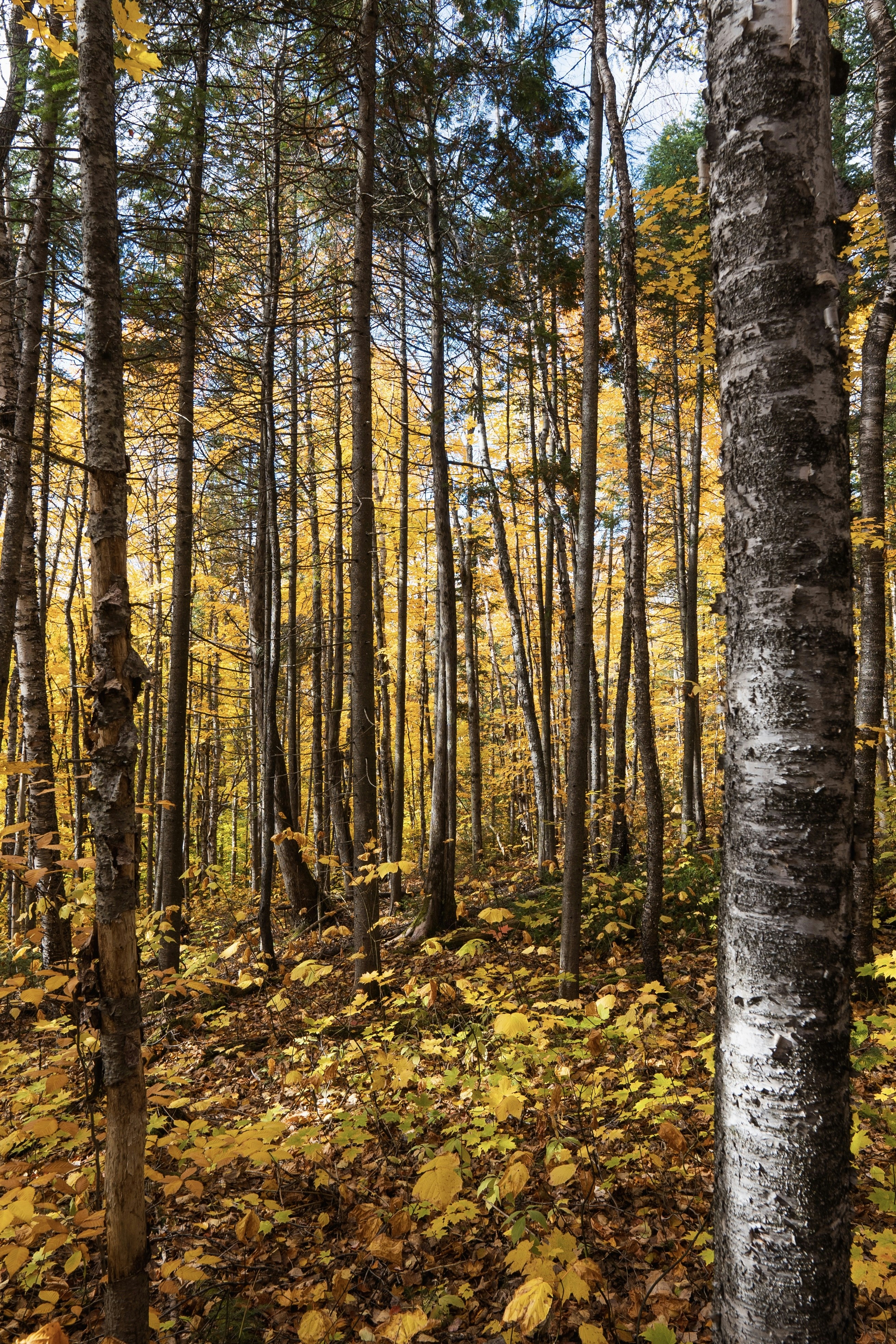 Photo by stevenwright