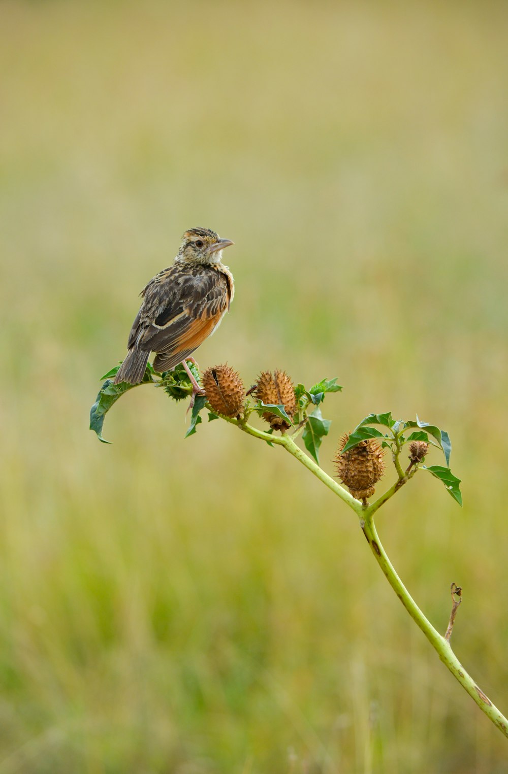 gray bird