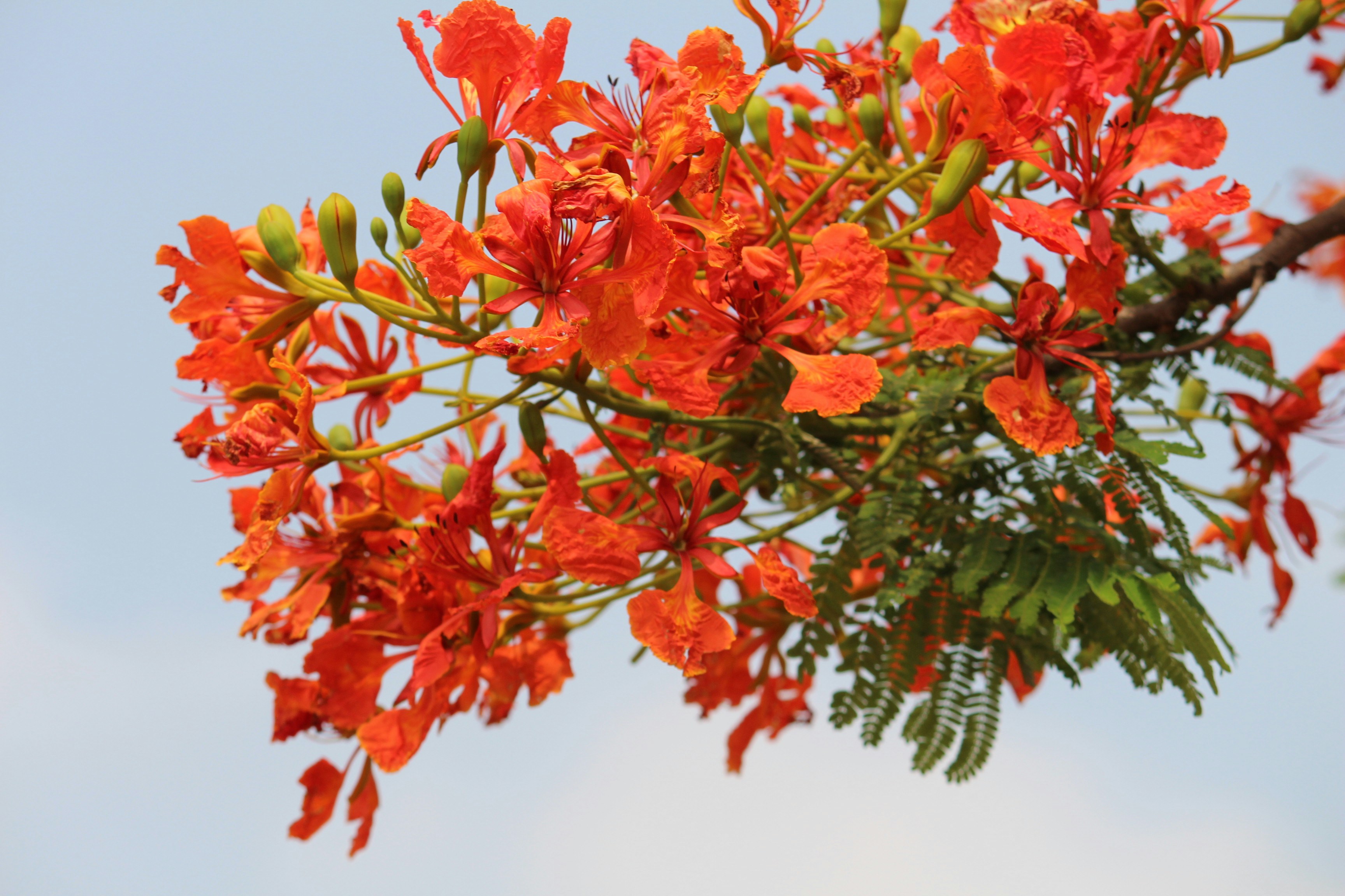 Photo by shofiulalamshuvo