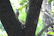 A close-up of a wooden perch clamped securely to a tree branch with a nylon strap, sunlight filtering through leaves.
