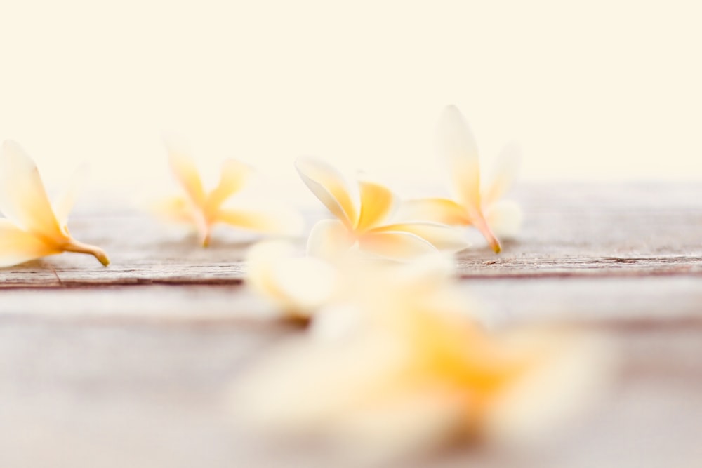 yellow petaled flower on dock