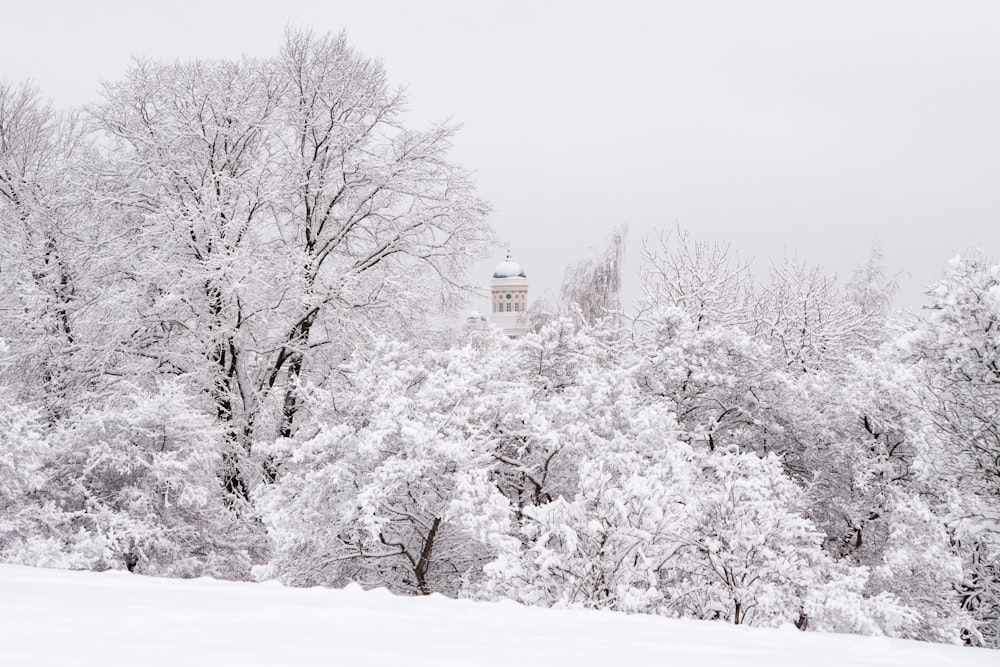 snow covered trees and ground on daylight