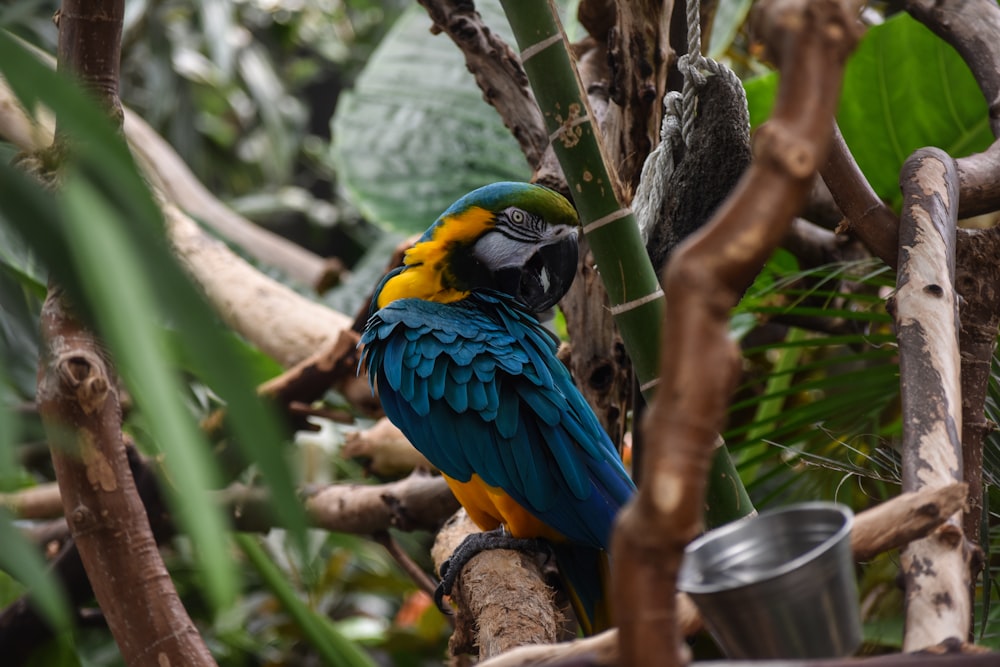 Blue-and-yellow macaw on branch