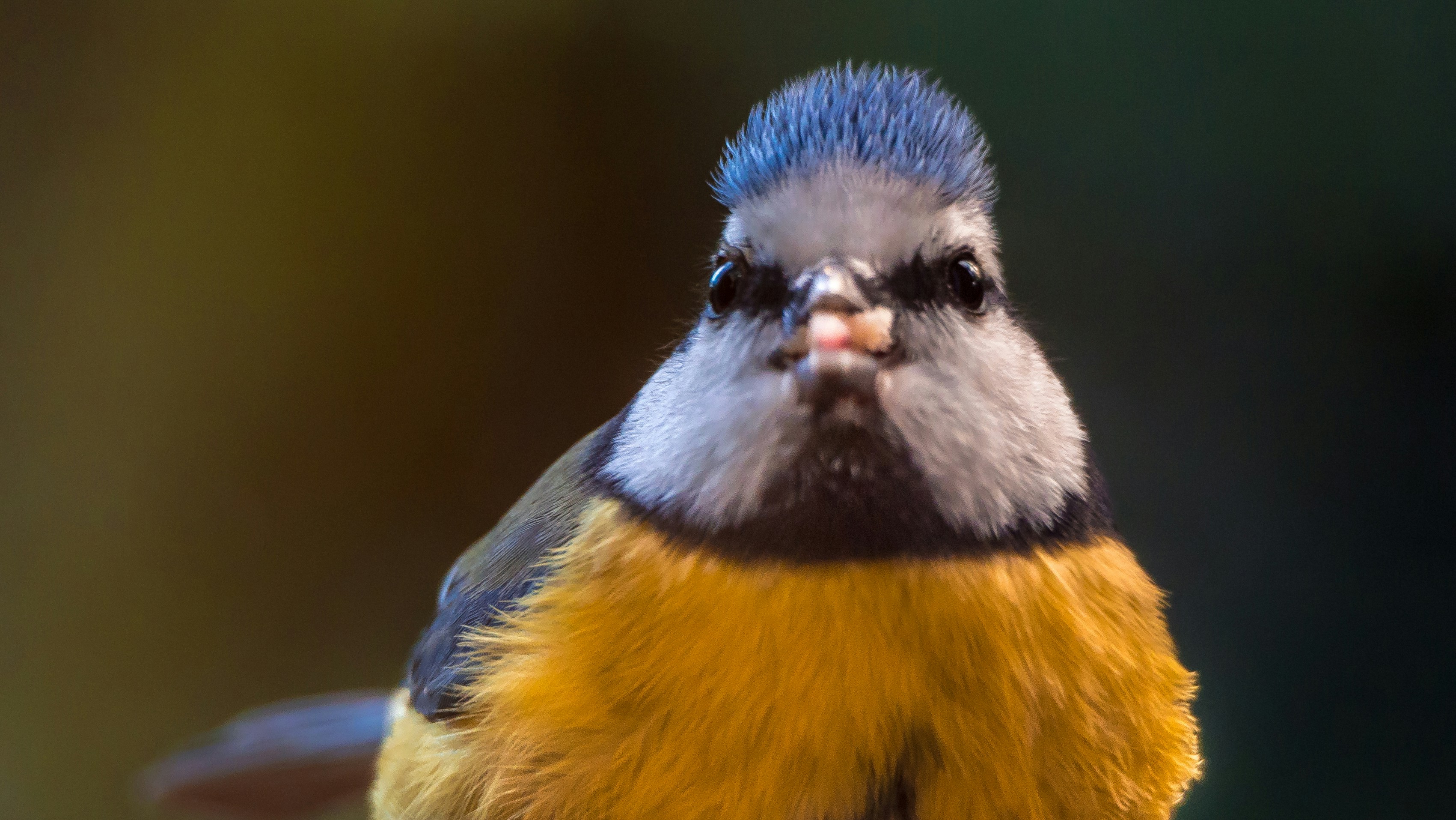 蜗牛与黄鹂鸟歌词，蜗牛与黄鹂鸟歌词完整版