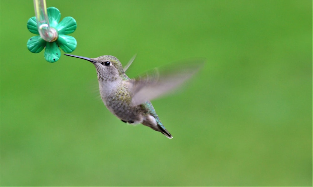 grey hummingbird flying