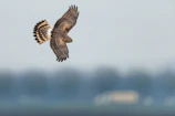 An expert game fowl mid-flight, showcasing quick return after attack.