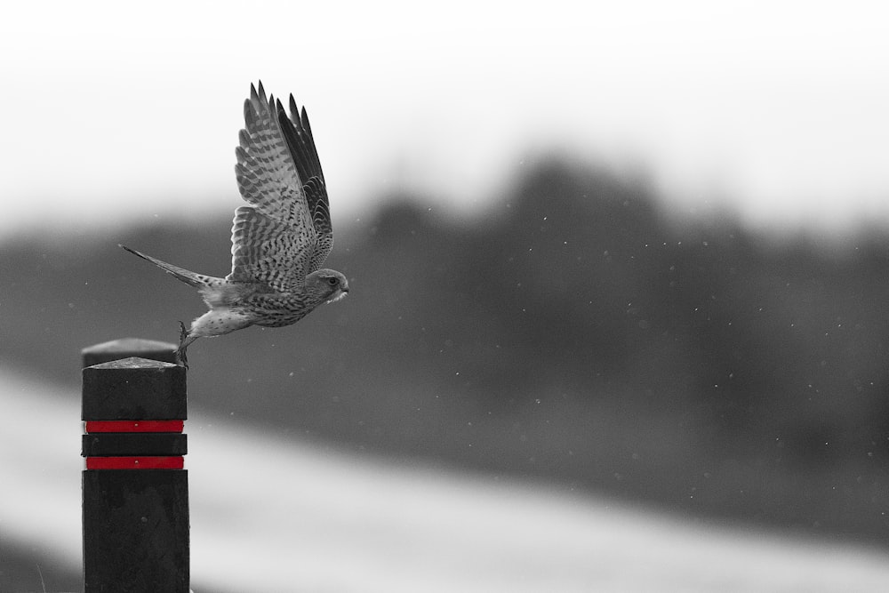 gray and black bird on stand