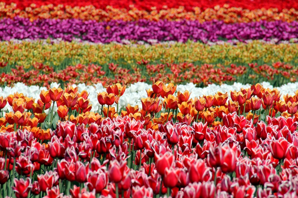 field of assorted-color-petaled flowers