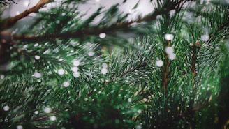 A serene close-up of delicate snowflakes resting on a pine branch at dawn.