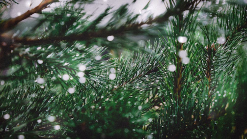 A serene close-up of delicate snowflakes resting on a pine branch at dawn.
