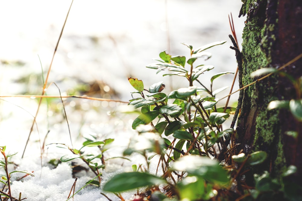 green plants at daytime