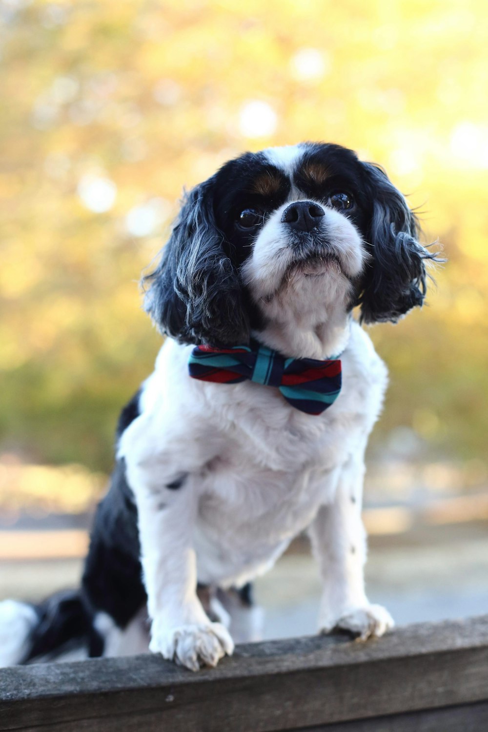 white and black short coated dog wears necktie