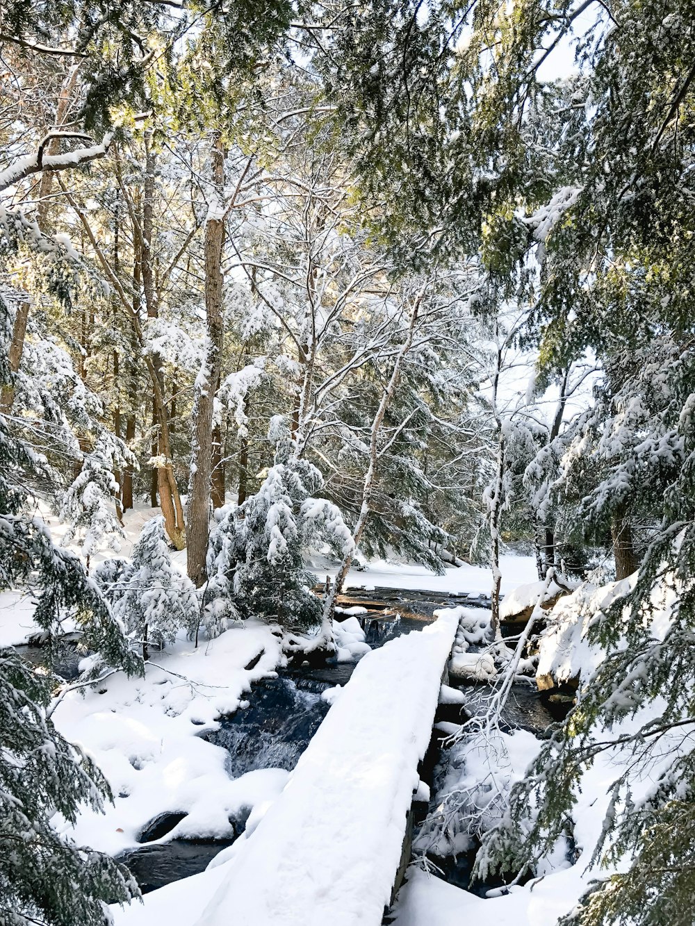 trees covered with snow at daytime