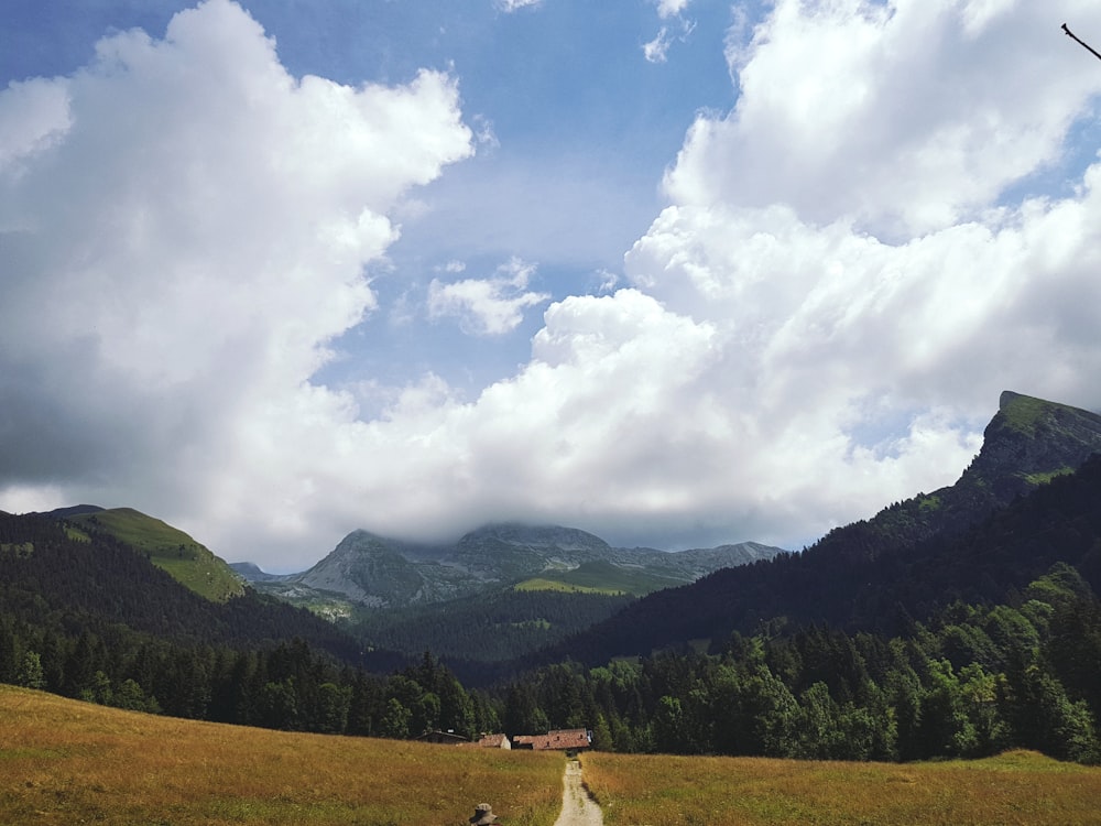 view of treeline by mountain under blue skies at daytime