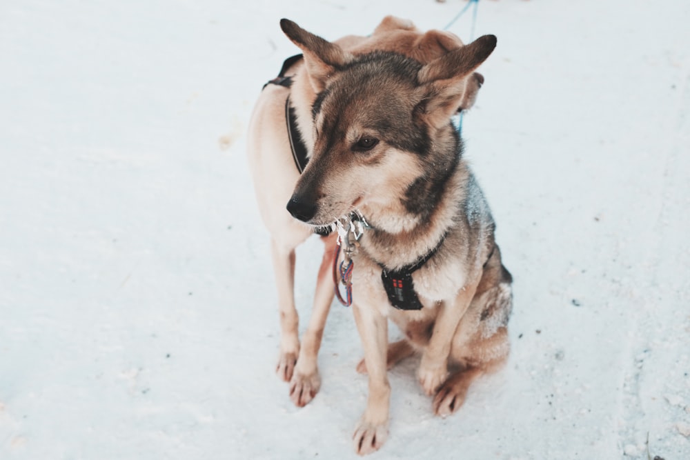 two black and tan dogs