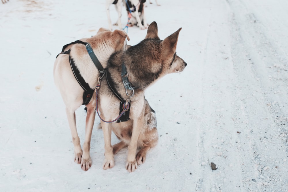 short-coated black and brown dog