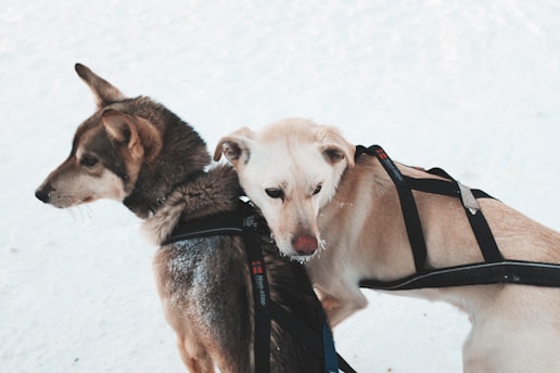 Two dogs with harnesses stand close together on a snowy surface. One dog has a dark brown coat with erect ears, while the other is light tan with a softer expression.