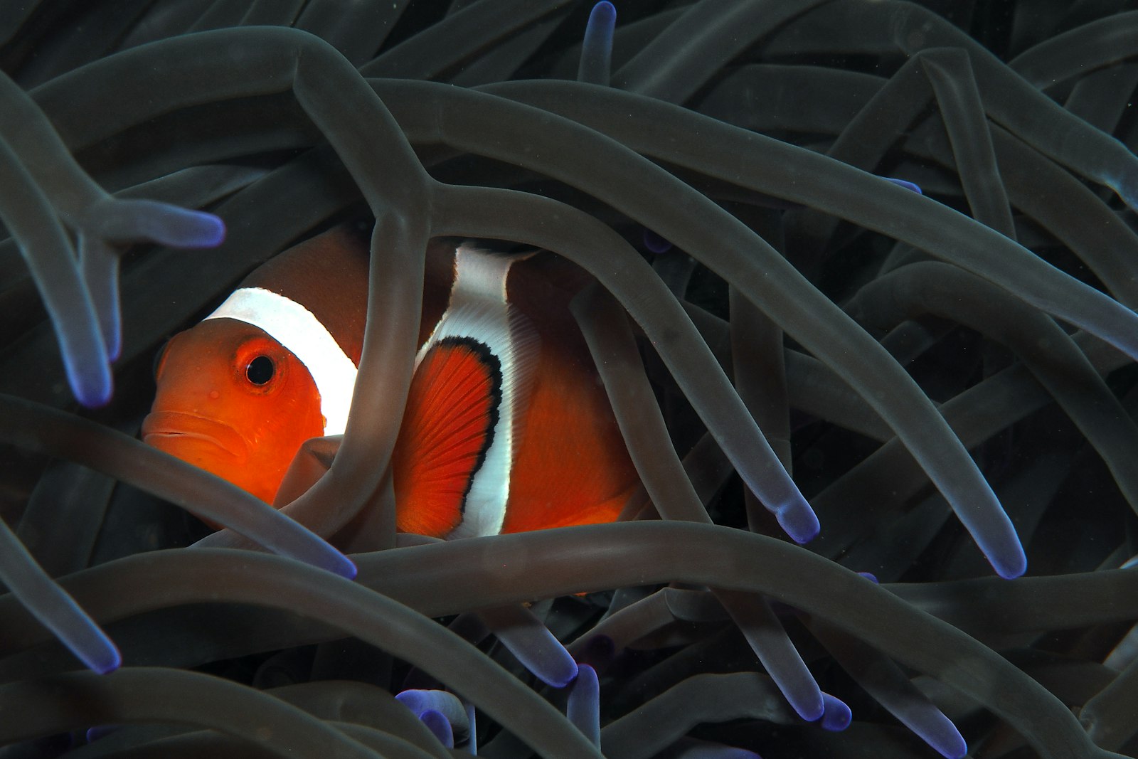 Olympus PEN E-PL7 + Olympus M.Zuiko Digital ED 60mm F2.8 Macro sample photo. Orange clownfish photography