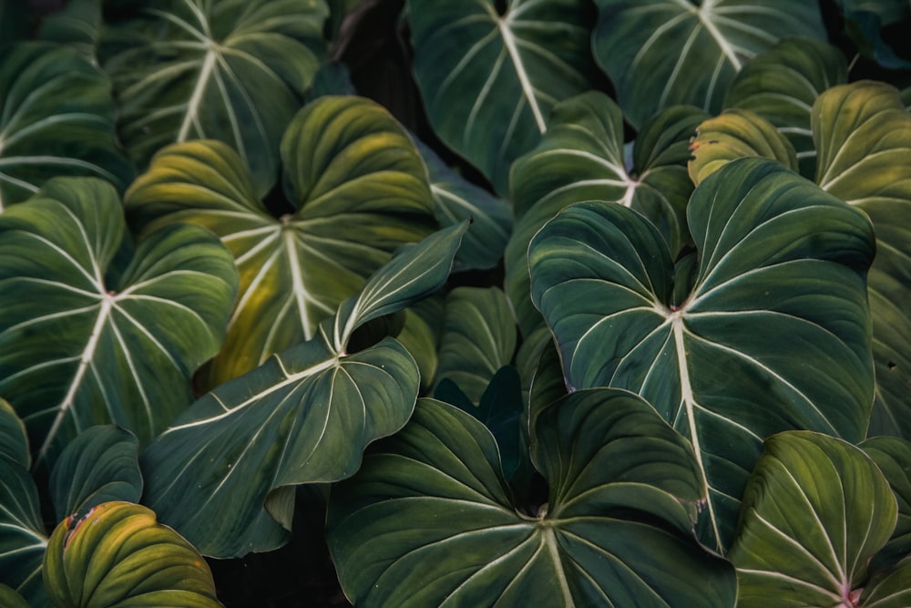 green taro plants