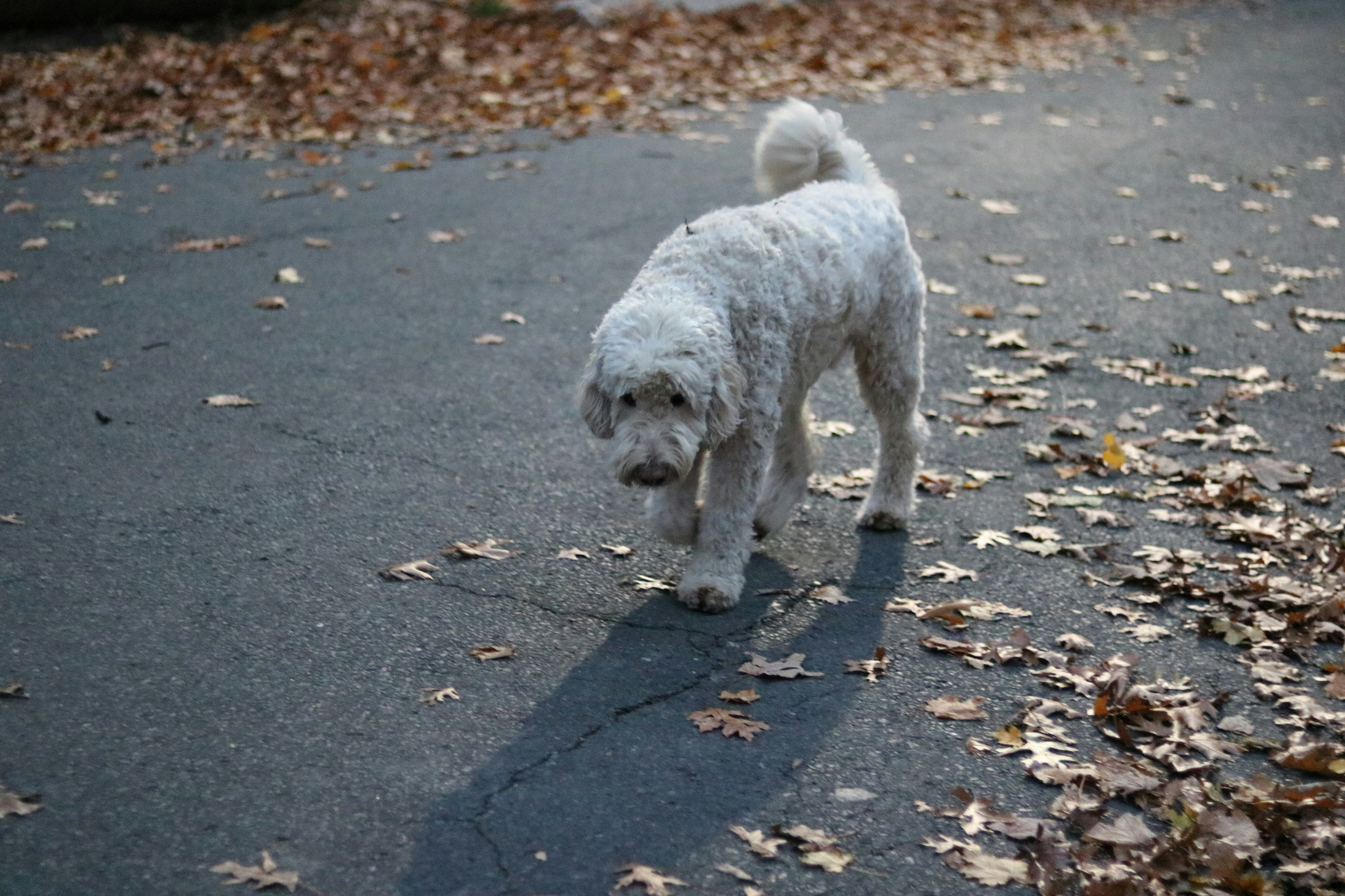 Emotional Readiness: Morning Routines and Behavior Signals