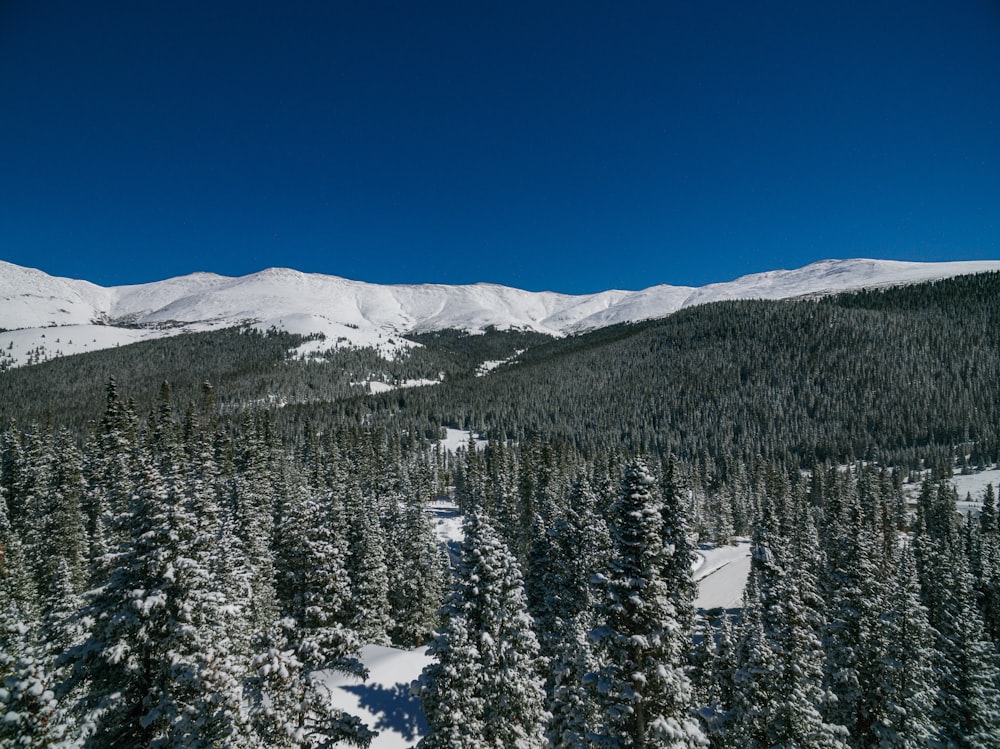 snow covered mountain and pine trees during daytime