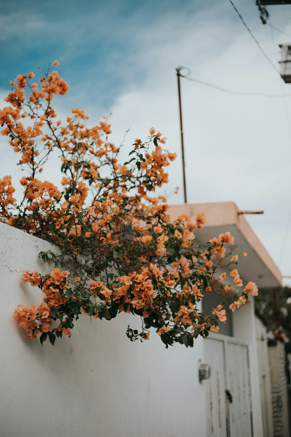 白いコンクリートの壁の上のオレンジ色の花