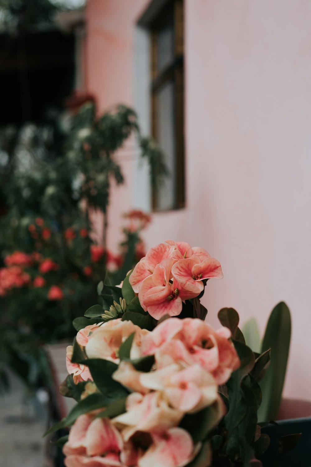 분홍색 벽 옆에 분홍색 꽃의 매크로 사진