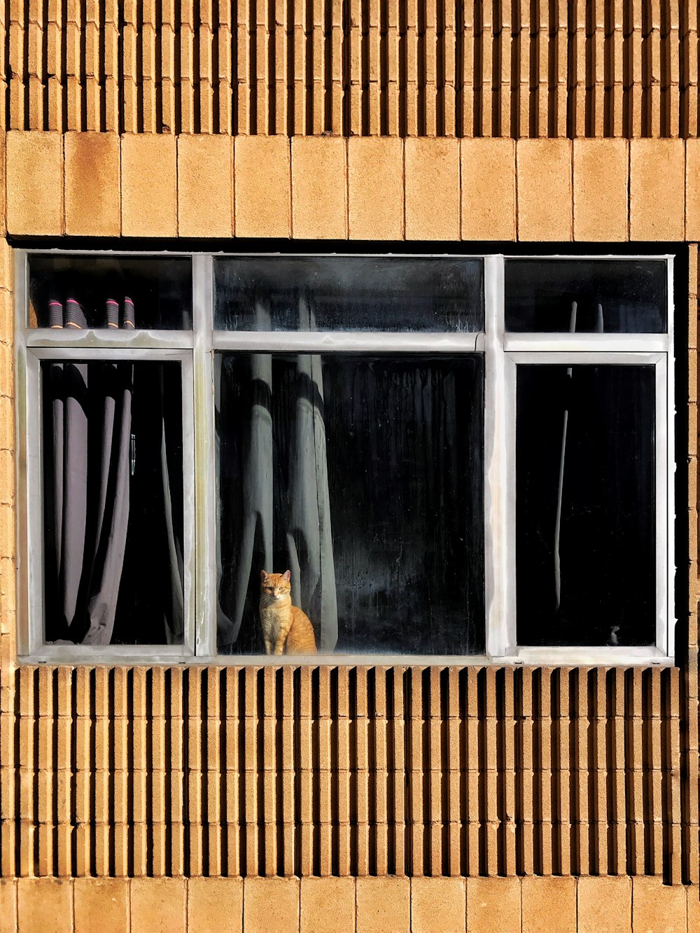 orange tabby standing on window
