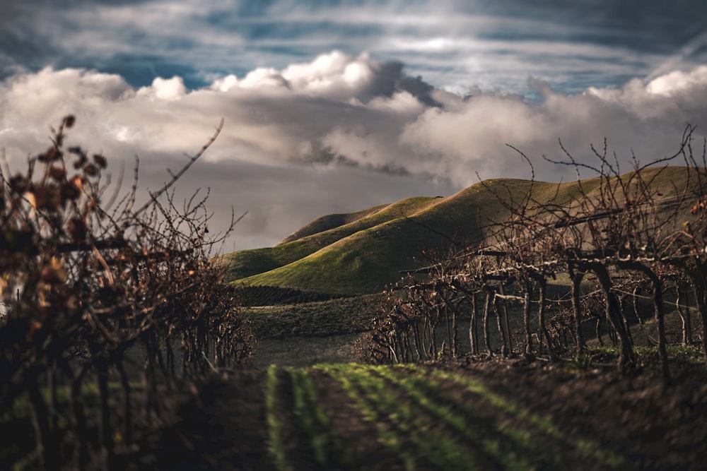 selective focus photography of mountain