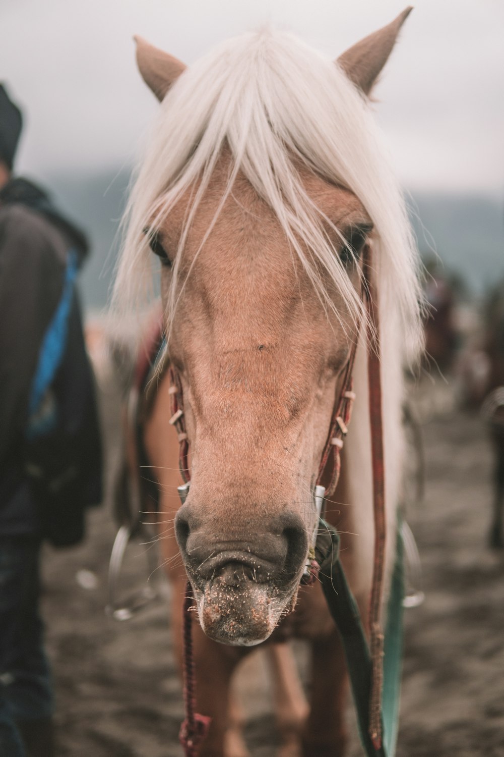 brown horse