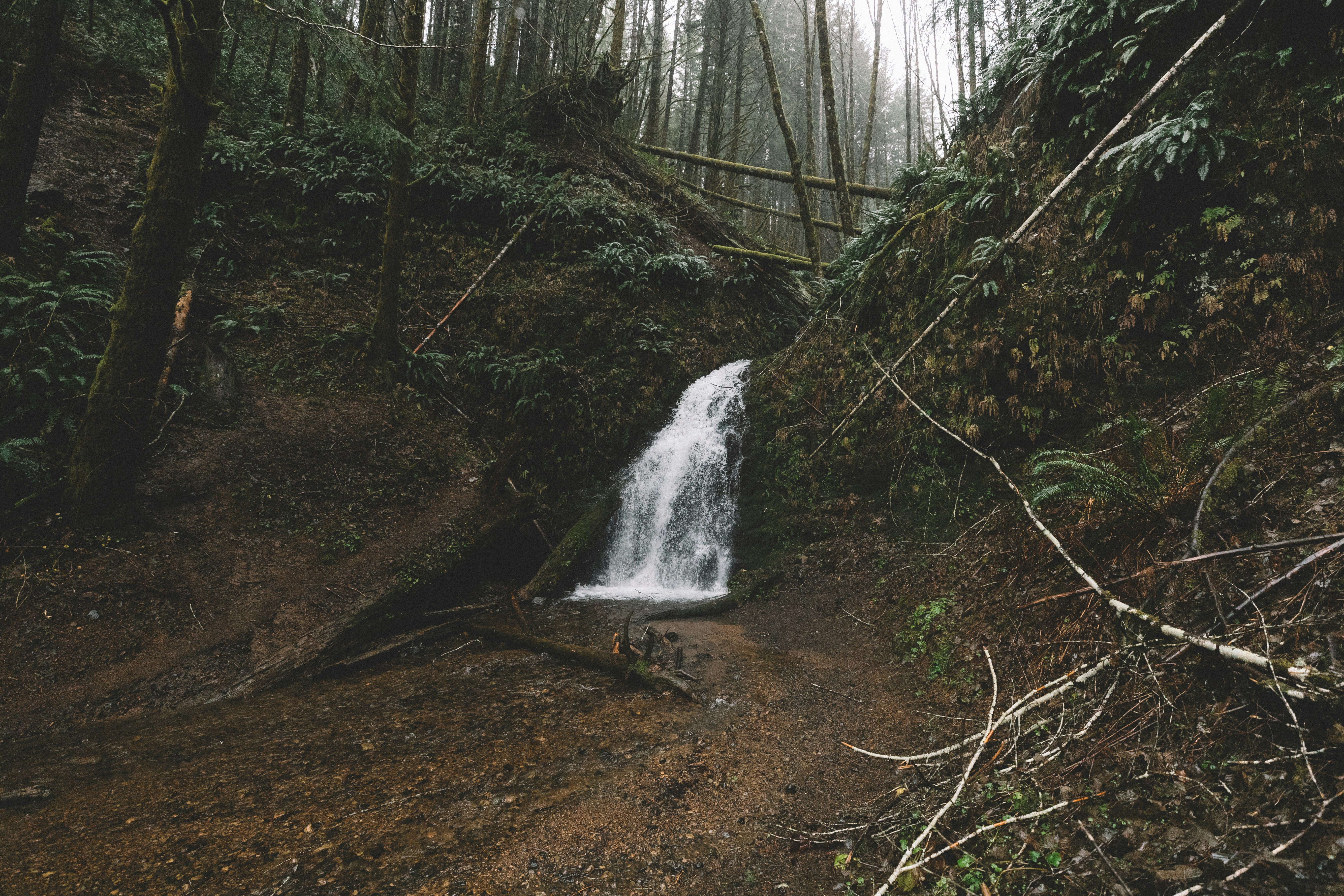 small creek waterfalls in the middle of woods