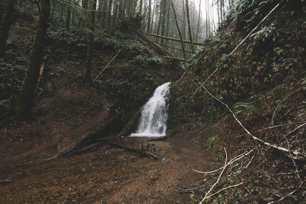 small creek waterfalls in the middle of woods