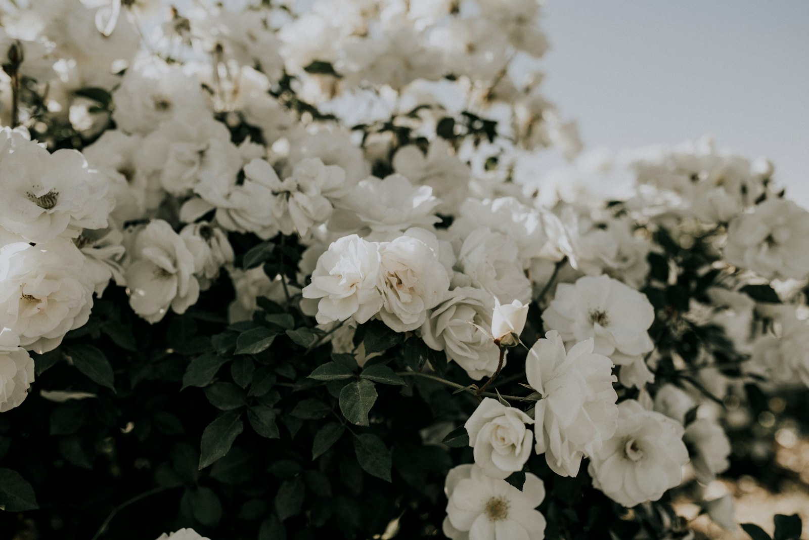 Sigma 35mm F1.4 DG HSM Art sample photo. White petaled flower photography