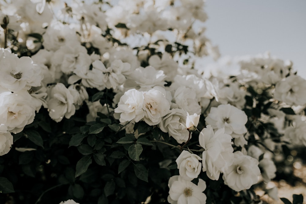 white petaled flower