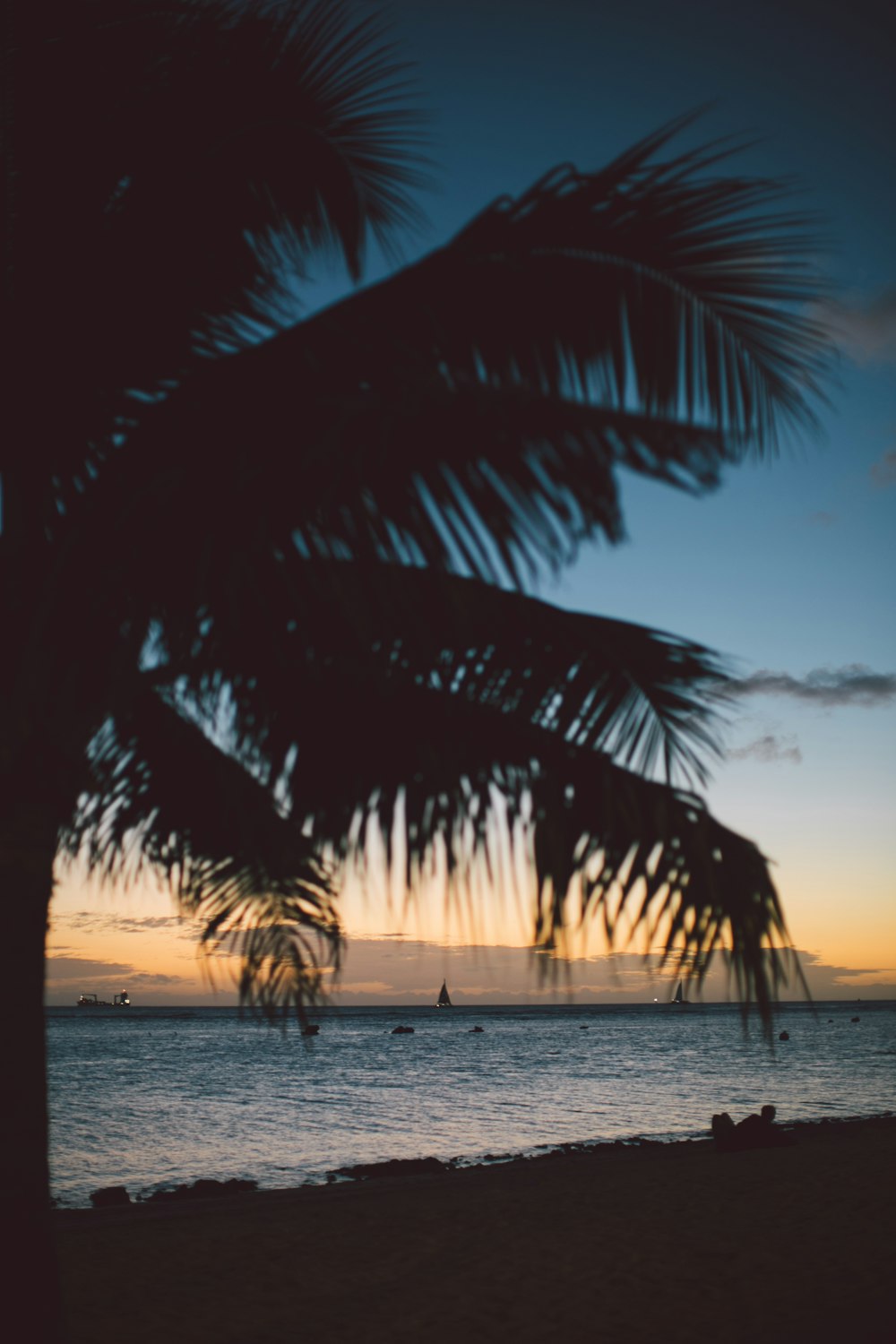 palmier près du bord de mer au coucher du soleil