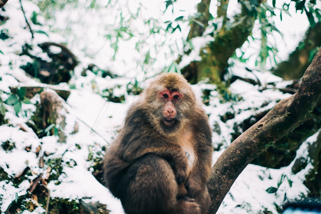 brown monkey on tree branch