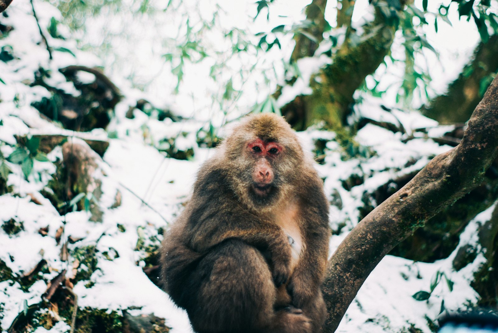 Nikon D5300 sample photo. Brown monkey on tree photography