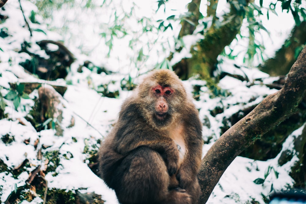 singe brun sur branche d’arbre