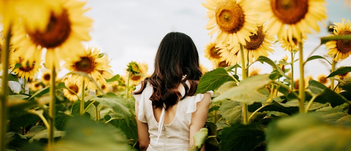 woman surrounded by yellow sunflowers