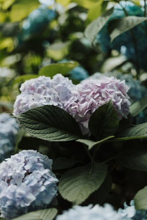 pink-petaled flower closeup photography
