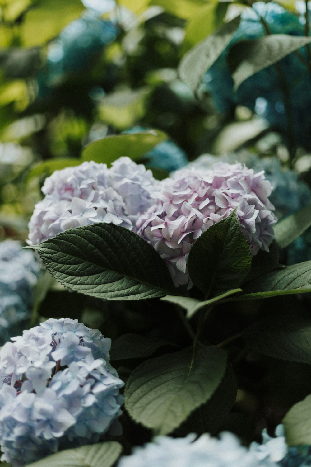 pink-petaled flower closeup photography