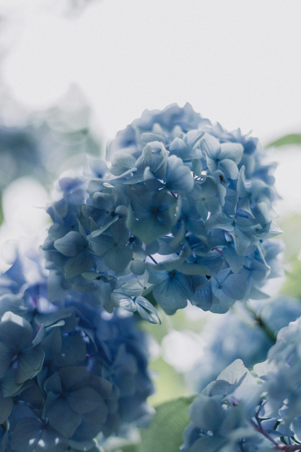 blaue Blütenblätter