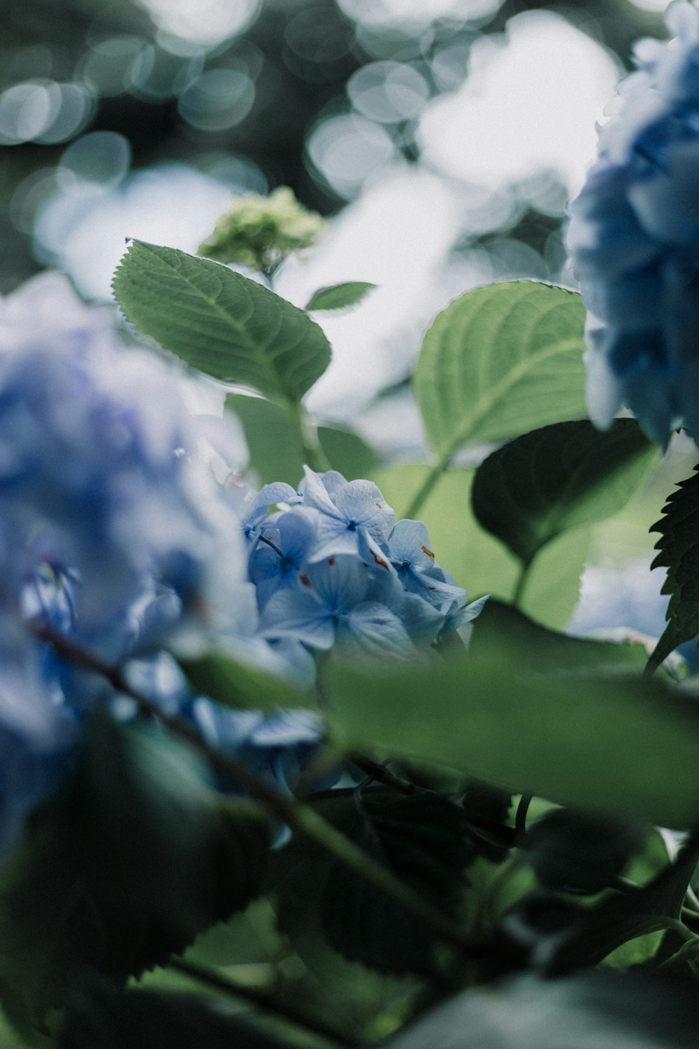 blue hydrangea flowers