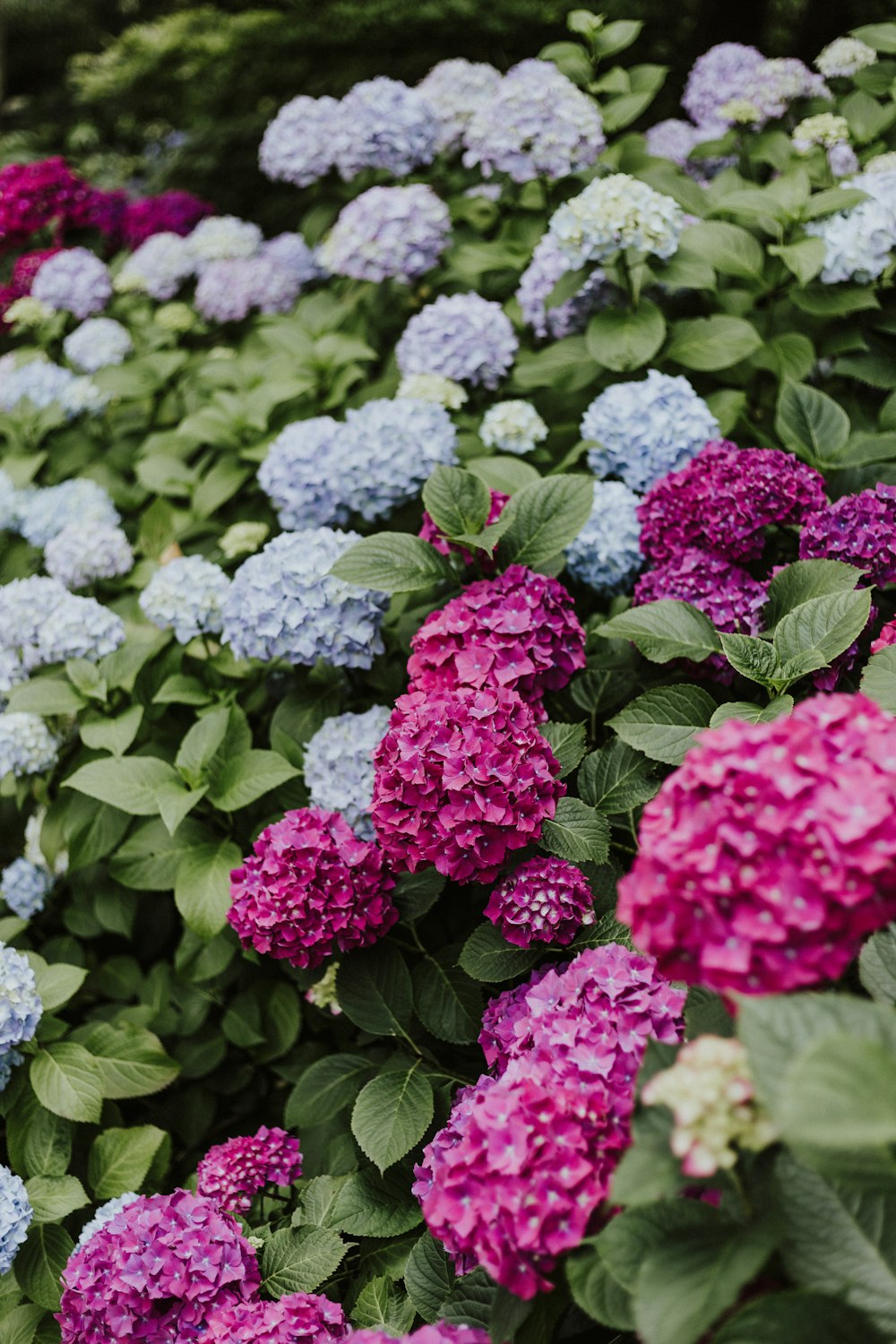 full bloomed pink and blue hydrangeas