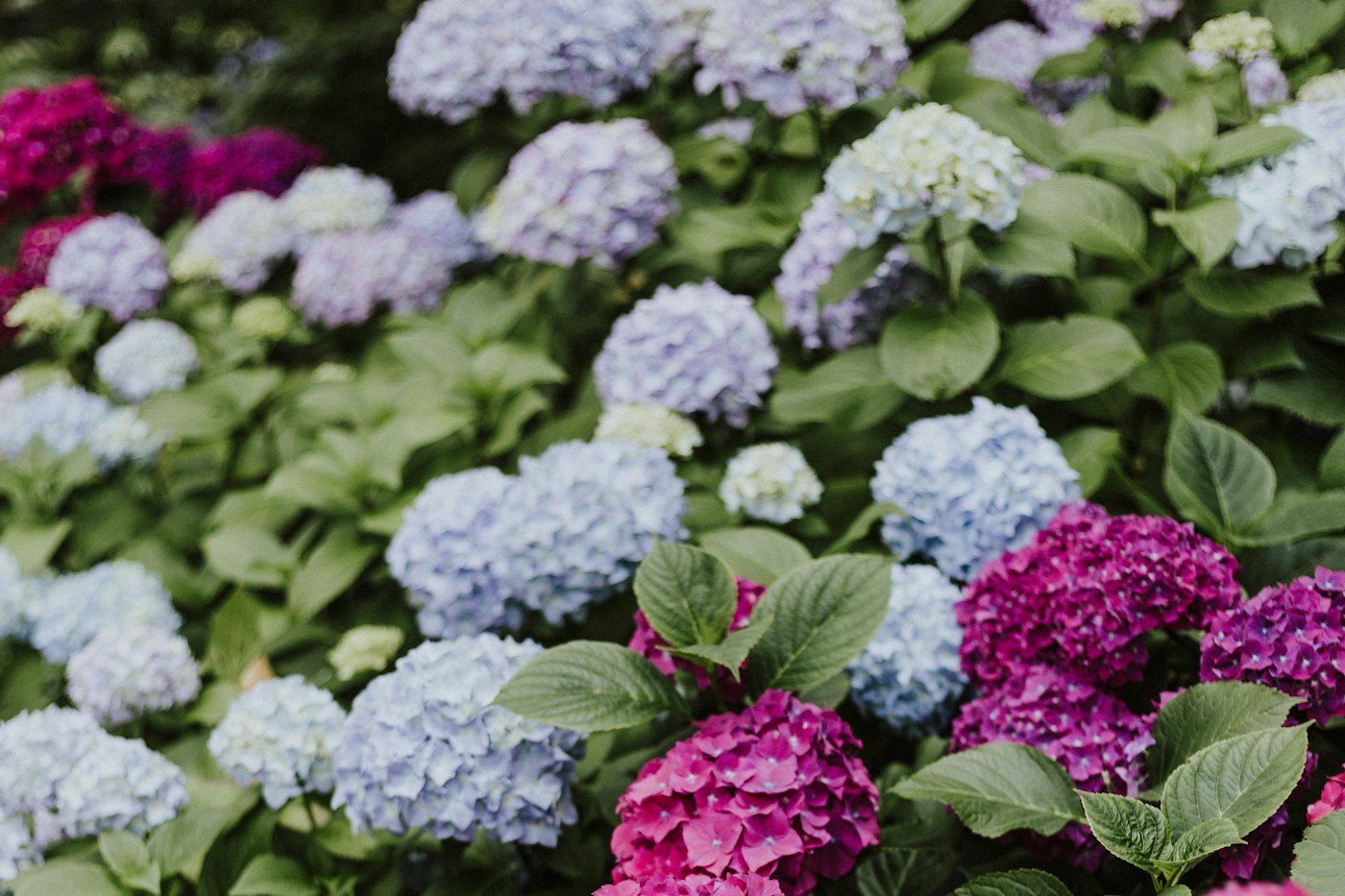 Pink and blue hydrangeas in full bloom
