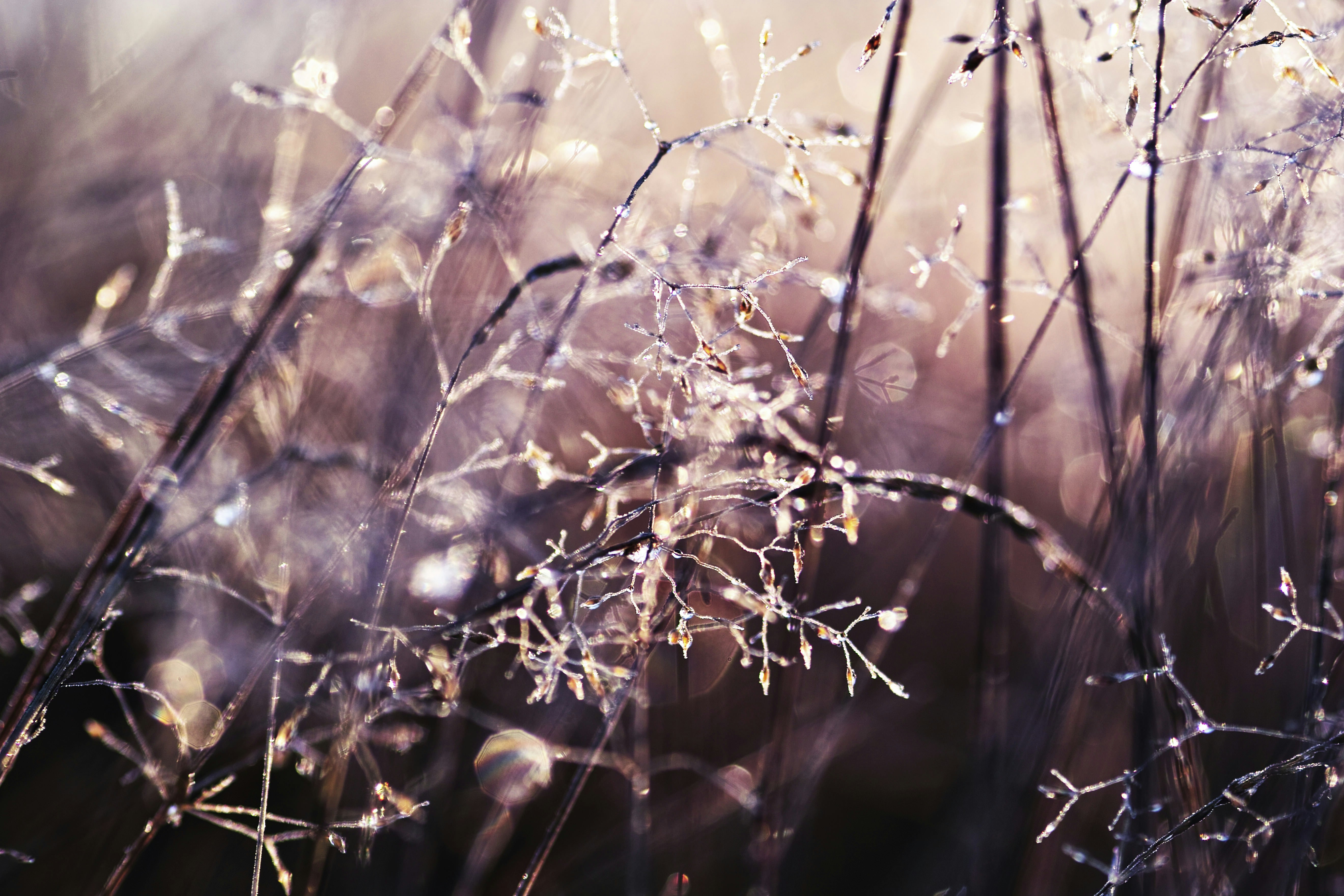 illustration de plante